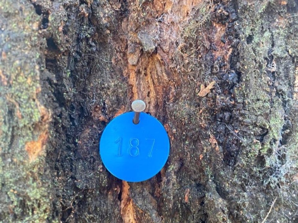 Close-up of mature tree bark inspected for storm damage as part of an Enviro Trees UK risk assessment