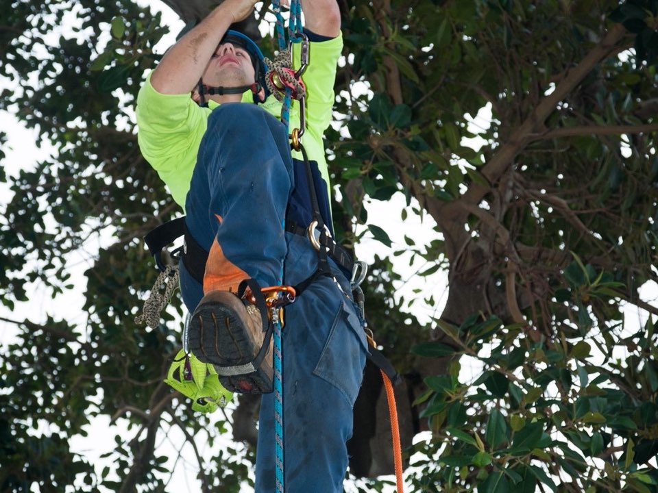 Qualified arborist working in a mature tree during an Enviro Trees UK survey in East Riding of Yorkshire